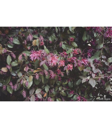 Panasonic Lumix S 26mm f/8 Pancake (MF) objektiiv