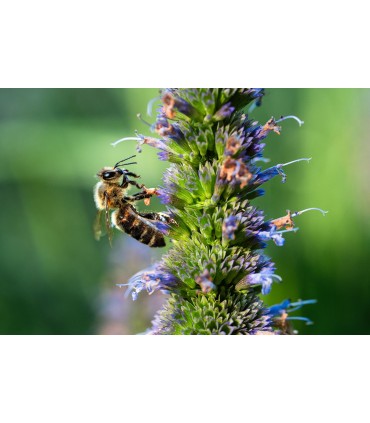 Tamron 90mm f/2.8 Di III Macro VXD objektiiv Sonyle