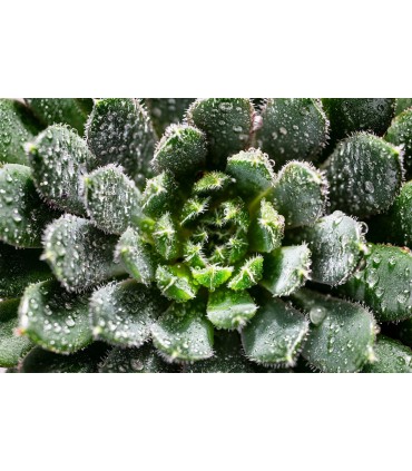 Tamron 90mm f/2.8 Di III Macro VXD objektiiv Sonyle