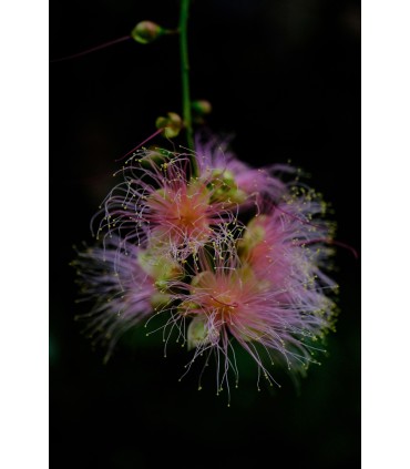 Fujifilm Fujinon XF 16-55mm f/2.8 R LM WR II objektiiv