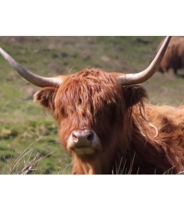 Canon Powershot SX740 HS Lite, hõbedane