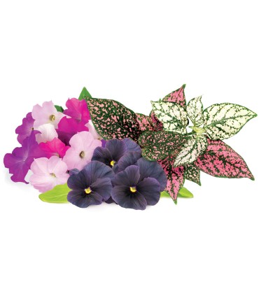 Click & Grow Plant Pod Vibrant Flower 9tk