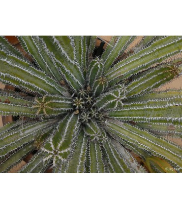 Panasonic Lumix DC-TZ99, must