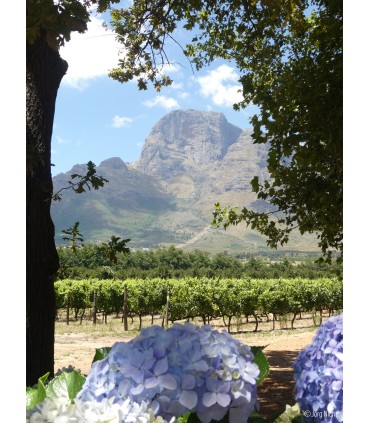 Panasonic Lumix DC-TZ99, must