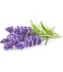 Click & Grow Plant Pod Lavendel 9tk