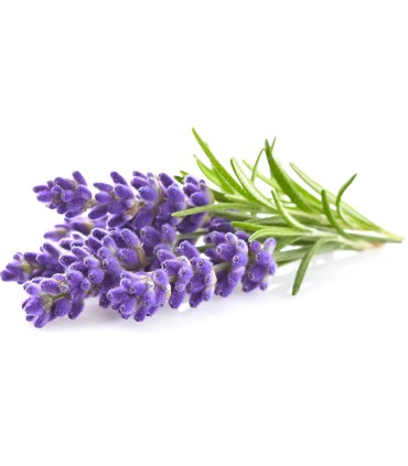 Click & Grow Plant Pod Lavendel 9tk