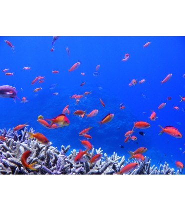 Pentax WG-8, roheline