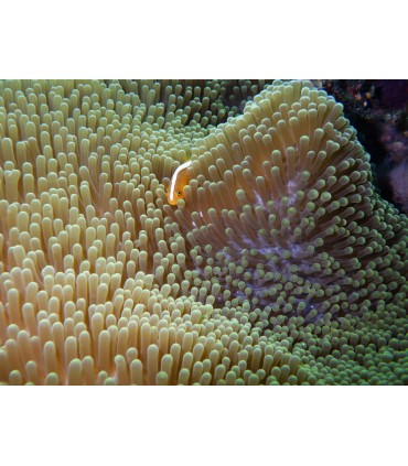 Pentax WG-8, roheline