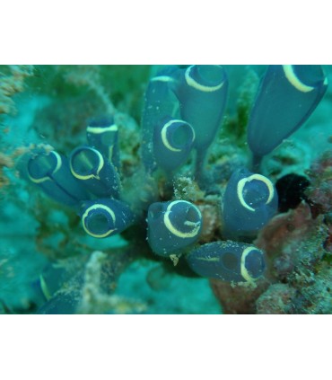 Pentax WG-8, roheline