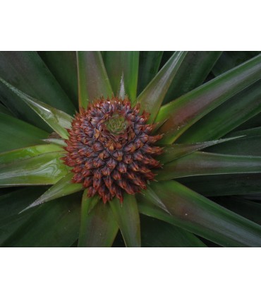 Pentax WG-8, roheline