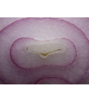 Pentax WG-8, roheline