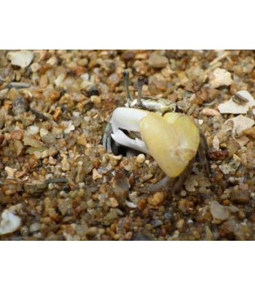 Pentax WG-8, roheline