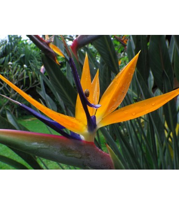 Pentax WG-8, roheline