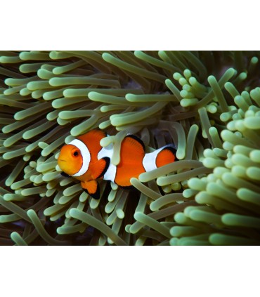 Pentax WG-8, roheline