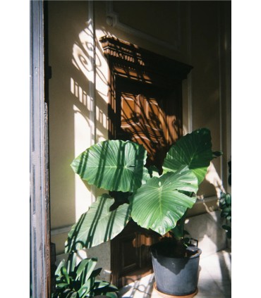 Fujifilm Quicksnap 400/27 Flash New