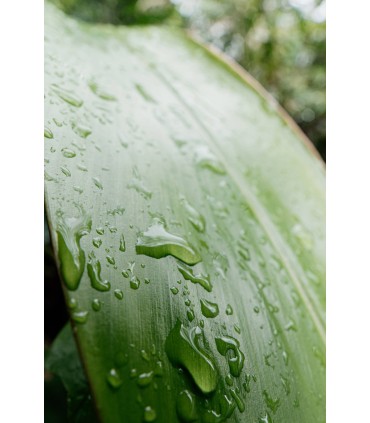 Samyang AF 16mm f/2.8 P FE objektiiv Sonyle