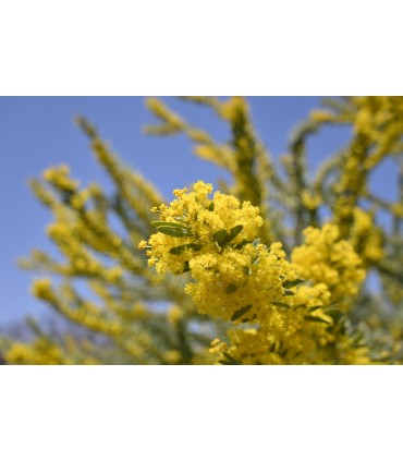 Tamron 18-300mm f/3.5-6.3 Di III-A VC VXD objektiiv Nikonile