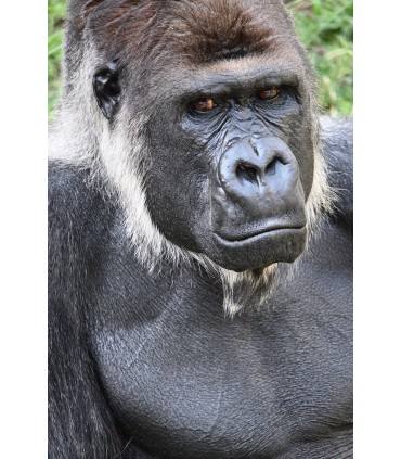 Tamron 18-300mm f/3.5-6.3 Di III-A VC VXD objektiiv Nikonile