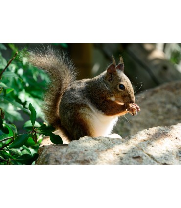 Tamron 18-300mm f/3.5-6.3 Di III-A VC VXD objektiiv Nikonile