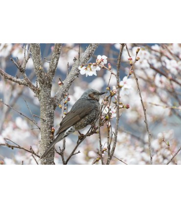 Tamron 18-300mm f/3.5-6.3 Di III-A VC VXD objektiiv Canon RF