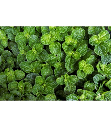 Tamron 18-300mm f/3.5-6.3 Di III-A VC VXD objektiiv Canon RF