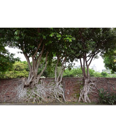 Tamron 18-300mm f/3.5-6.3 Di III-A VC VXD objektiiv Canon RF