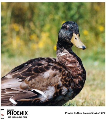 Harman film Phoenix 200-120