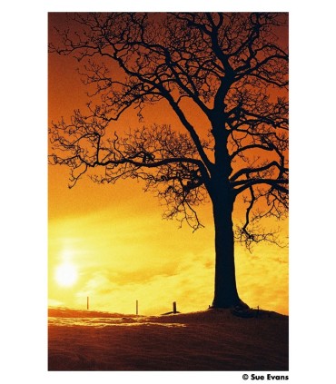 Harman film RED 125/36