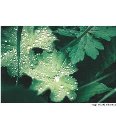 Harman film Phoenix 200/36