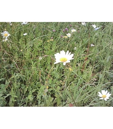 Kodak Charmera Keychain Blind Box