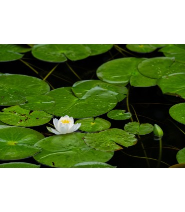 Tamron 70-180mm f/2.8 Di III VC VXD G2 objektiiv Nikonile