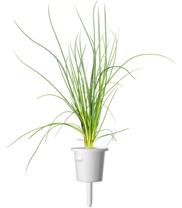Click & Grow Smart Garden Refill Roheline sibul 3tk