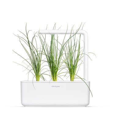 Click & Grow Smart Garden Refill Roheline sibul 3tk