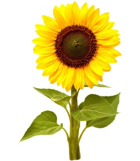 Click & Grow Smart Garden Refill Mini päevalill 3tk