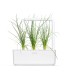 Click & Grow Smart Garden Refill Roheline sibul 3tk