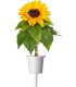 Click & Grow Smart Garden Refill Mini päevalill 3tk