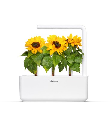 Click & Grow Smart Garden Refill Mini päevalill 3tk