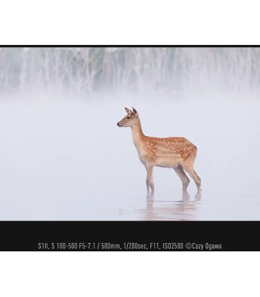 Panasonic Lumix S 100-500mm f/5.0-7.1 O.I.S. objektiiv