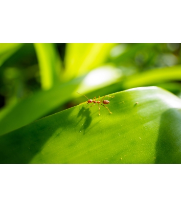 Tamron 25-200mm f/2.8-5.6 Di III VXD G2 objektiiv Sonyle