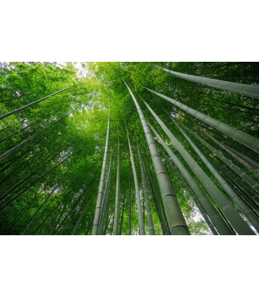 Tamron 11-20mm f/2.8 Di III-A RXD objektiiv Canon RF