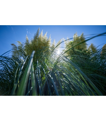 Tamron 11-20mm f/2.8 Di III-A RXD objektiiv Canon RF