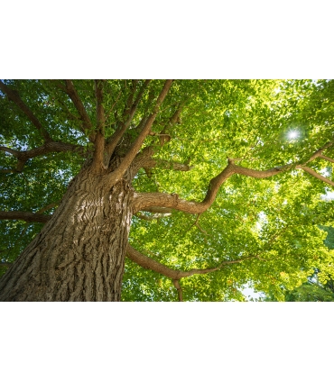 Tamron 11-20mm f/2.8 Di III-A RXD objektiiv Canon RF