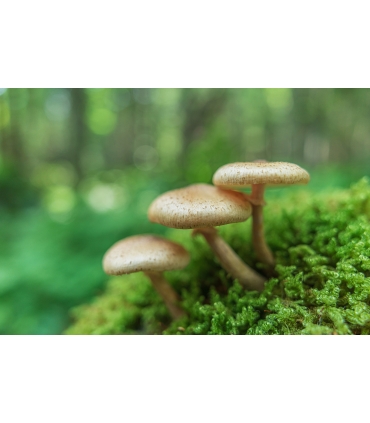 Tamron 20mm f/2.8 Di III OSD objektiiv Sonyle