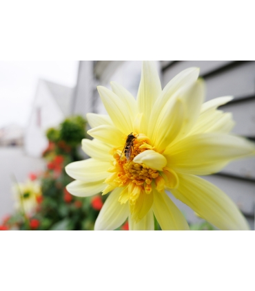 Tamron 11-20mm f/2.8 Di III-A RXD objektiiv Canon RF