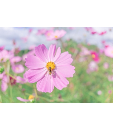 Tamron 20mm f/2.8 Di III OSD objektiiv Sonyle