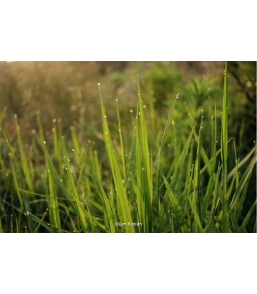 Fujifilm Fujinon XF 23mm f/2.8 R WR objektiiv, must