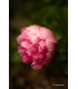 Samyang AF 60-180mm f/2.8 FE objektiiv Sonyle