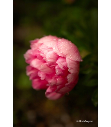 Samyang AF 60-180mm f/2.8 FE objektiiv Sonyle