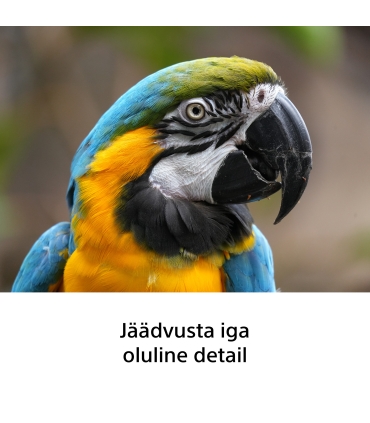 Sony FE 100-400mm f/5.6-8.0 OSS objektiiv