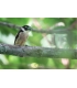 Fujifilm Fujinon XF 400mm f/4.5 R LM OIS WR objektiiv